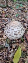 Chlorophyllum olivieri