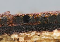 Hypoxylon petriniae
