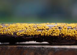 Calycina citrina