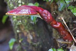 Ganoderma lucidum