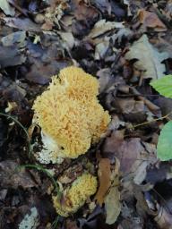 Ramaria flava