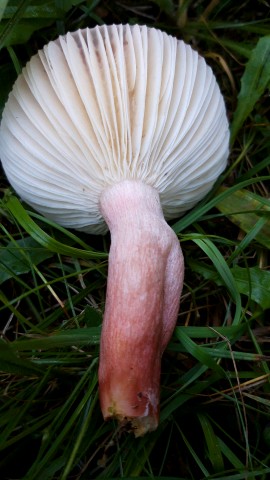 Russula queletii