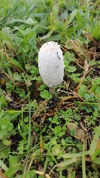 Coprinus comatus
