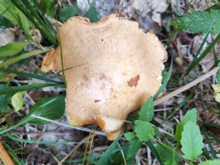 Suillus granulatus