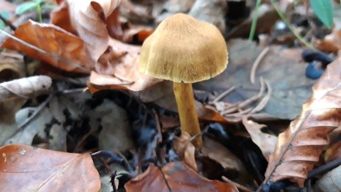 Cortinarius