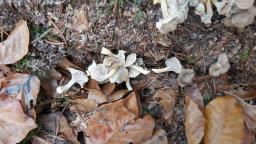 Cantharellus melanoxeros