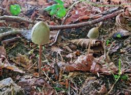 Panaeolus papilionaceus