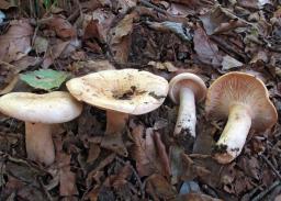 Lactarius pallidus