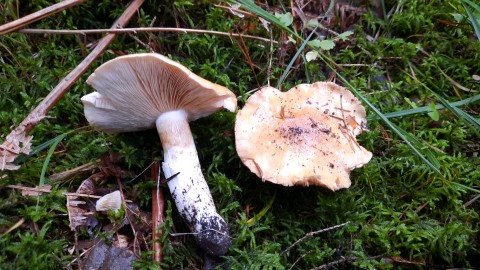 Cortinarius sebaceus