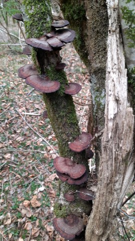 Daedaleopsis tricolor