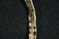 Puccinia porri