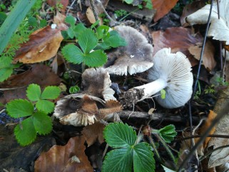 Tricholoma terreum
