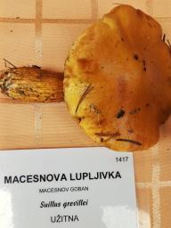 Suillus grevillei