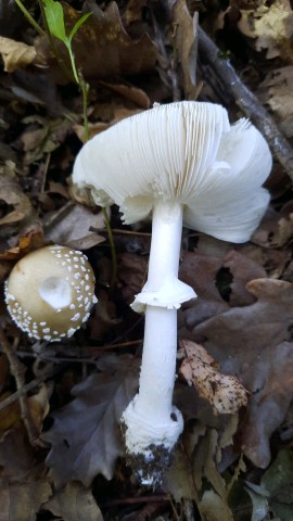 Amanita pantherina