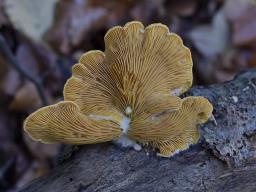 Phyllotopsis nidulans