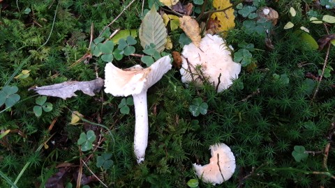 Hygrophorus nemoreus