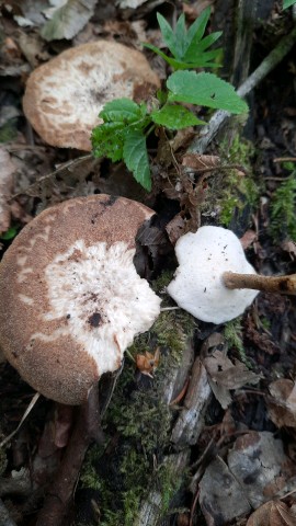 Lentinus substrictus