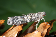 Dioryctria abietella