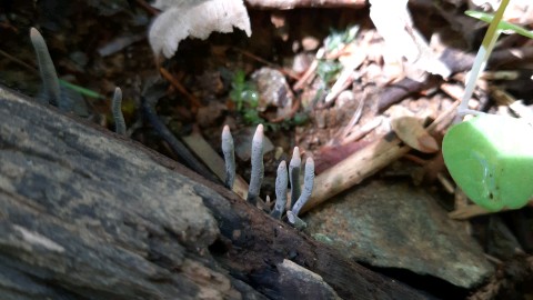 Xylaria hypoxylon