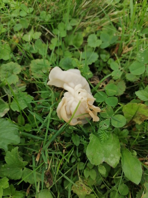 Helvella crispa