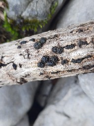 Tremella exigua