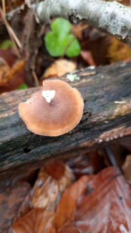 Lentinus brumalis