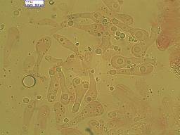 Atheniella leptophylla