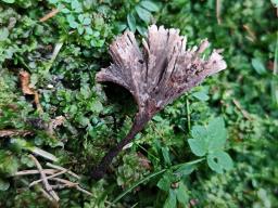 Thelephora caryophyllea