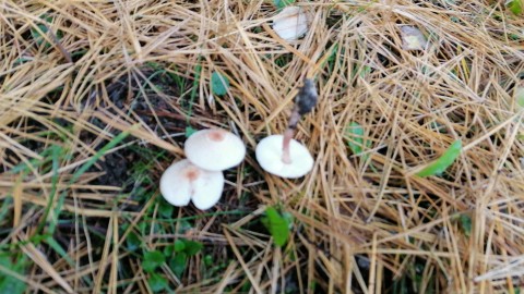 Lepiota cristata