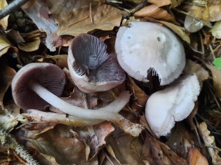 Mycena pelianthina