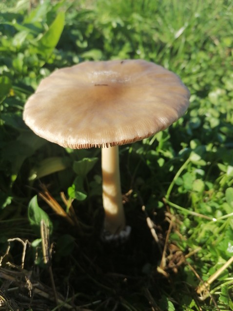 Volvopluteus gloiocephalus