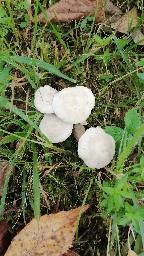 Clitocybe phyllophila