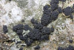 Fracchiaea broomeana