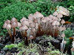 Mycena crocata