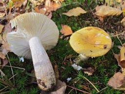Russula ochroleuca
