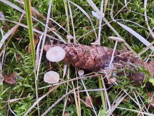 Baeospora myosura