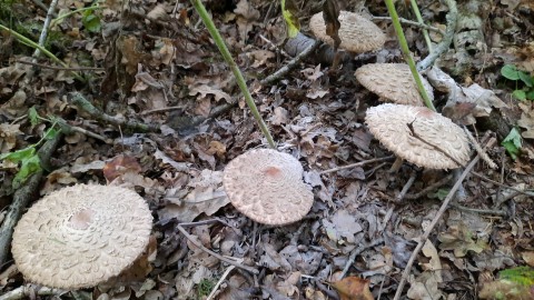 Chlorophyllum olivieri