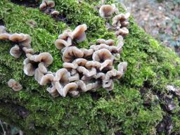 Auricularia mesenterica