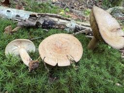 Lactarius quietus