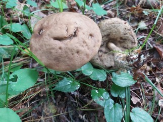 Leccinellum pseudoscabrum