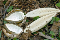 Phallus impudicus