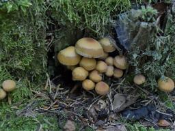 Kuehneromyces mutabilis