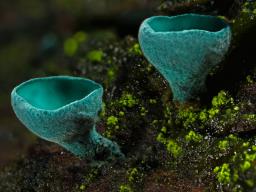 Chlorociboria aeruginascens