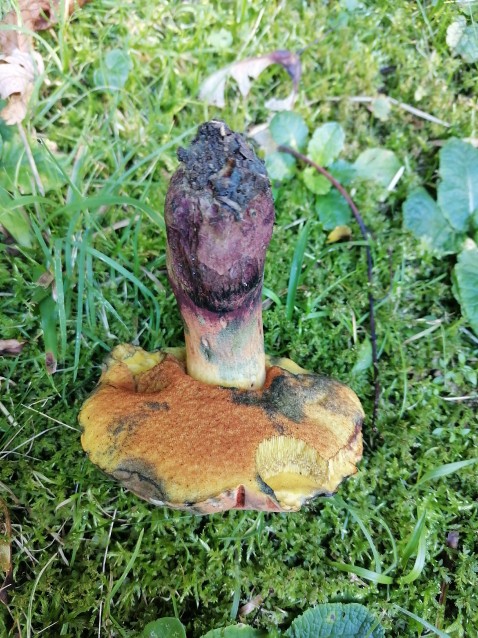 Suillellus queletii
