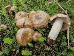 Entoloma sepium