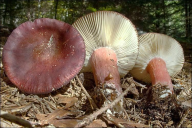 Russula queletii