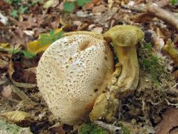 Pseudoboletus parasiticus