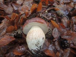 Boletus pinophilus