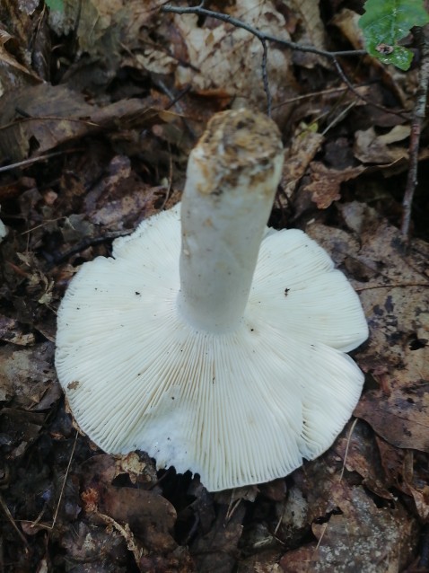 Russula aeruginea