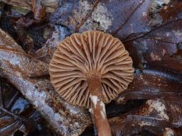 Tubaria conspersa